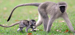 Read more about the article Monkey Foundation: A Safe Haven for Primates in South Africa