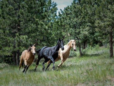 Equine Adventures