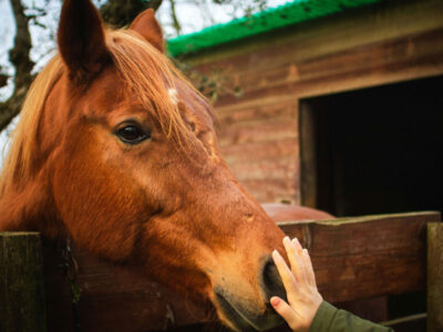 Equine Adventures