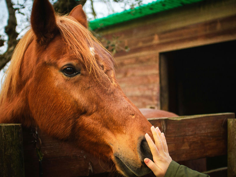 Equine Adventures
