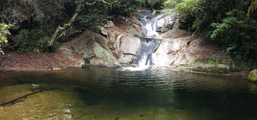 You are currently viewing Magoebaskloof Hiking Trail – A Forest Adventure in the Heart of Limpopo