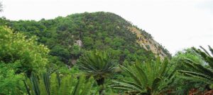 Read more about the article Modjadji Cycad Reserve
