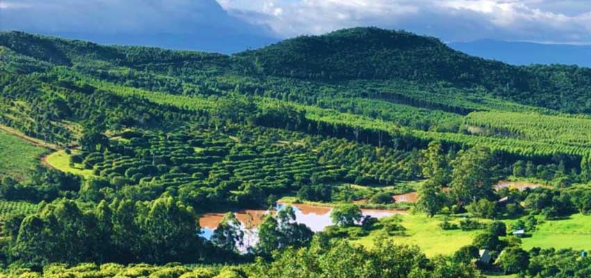 You are currently viewing How Tzaneen Became the Fruit Basket of Limpopo