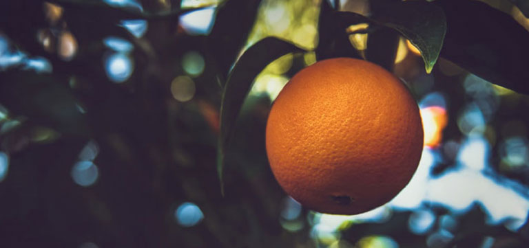 You are currently viewing Citrus – One of top 10 superfoods!