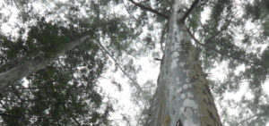 Read more about the article Home of the Champion Trees