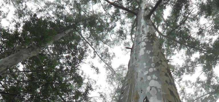 You are currently viewing Home of the Champion Trees
