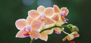 Read more about the article Orchid-Master In Our Midst